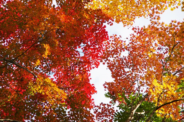 f:id:Argon:20161107224202j:image