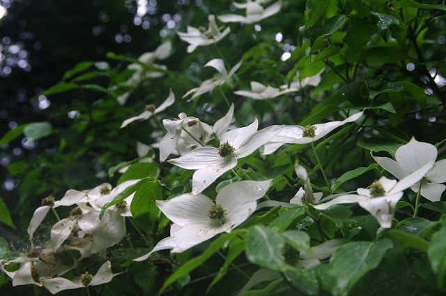 f:id:Argon:20170629204215j:image