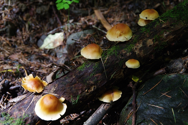 f:id:Argon:20171008182912j:image f:id:Argon:20171008182912j:image