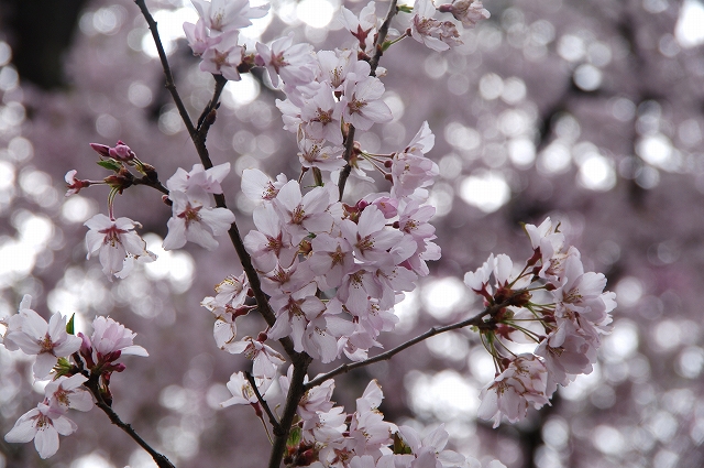 f:id:Argon:20180409213948j:image
