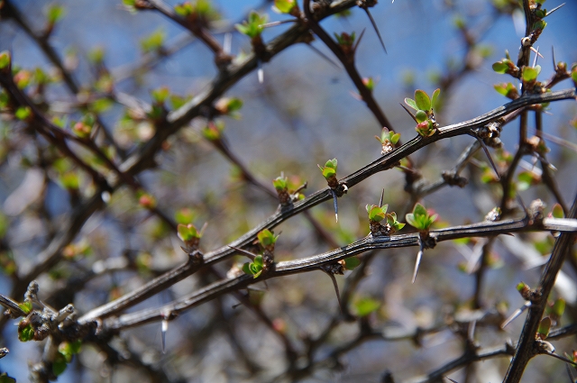 f:id:Argon:20180420224959j:image