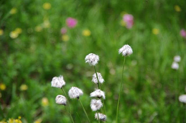 f:id:Argon:20180714175148j:image