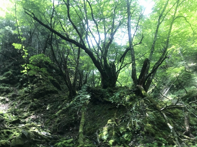 f:id:Argon:20180731092205j:image