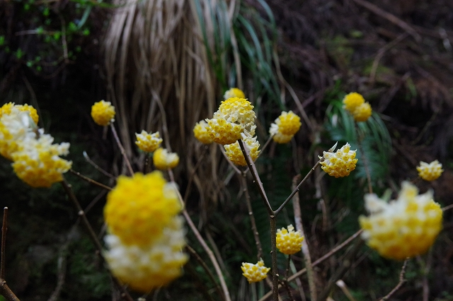 f:id:Argon:20190321211209j:plain