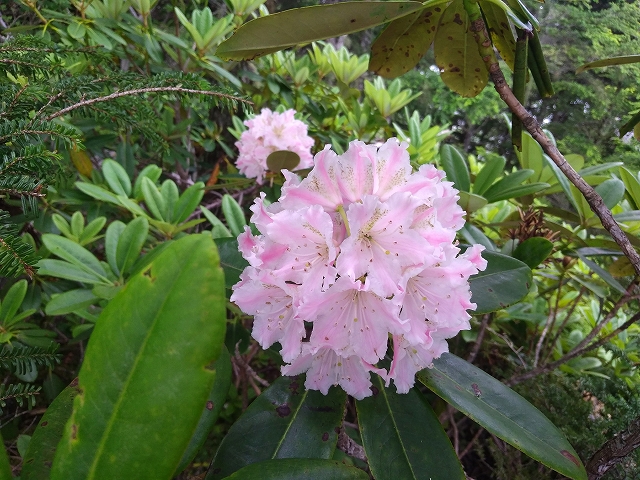 f:id:Argon:20190722110425j:plain