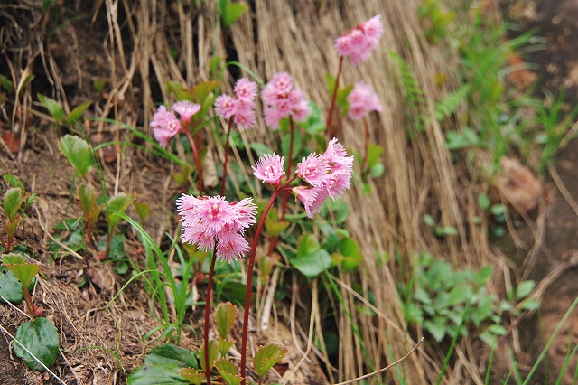 f:id:Argon:20190815174332j:plain f:id:Argon:20190815174332j:plain