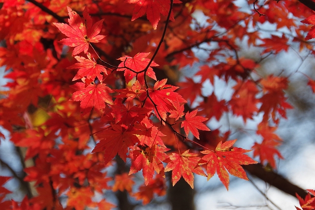 f:id:Argon:20191109224049j:plain