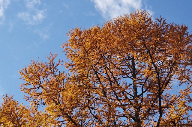 f:id:Argon:20191109224139j:plain
