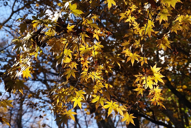 f:id:Argon:20191109224233j:plain