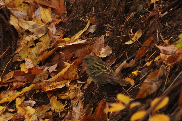 f:id:Argon:20191123203027j:plain f:id:Argon:20191123203027j:plain