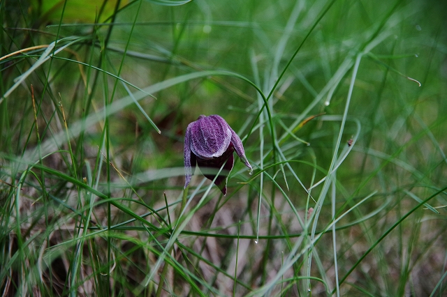 f:id:Argon:20200703210823j:plain f:id:Argon:20200703210823j:plain