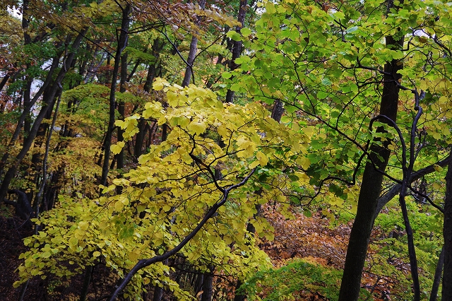 f:id:Argon:20201104100704j:plain