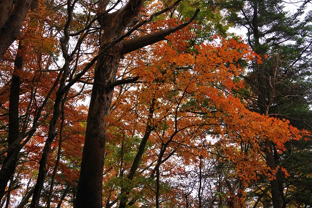 f:id:Argon:20201104100736j:plain