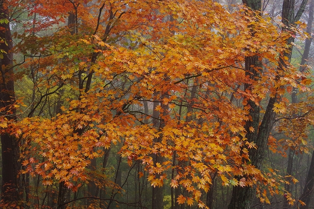 f:id:Argon:20201104100740j:plain