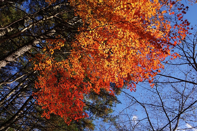 f:id:Argon:20201104123102j:plain f:id:Argon:20201104123102j:plain