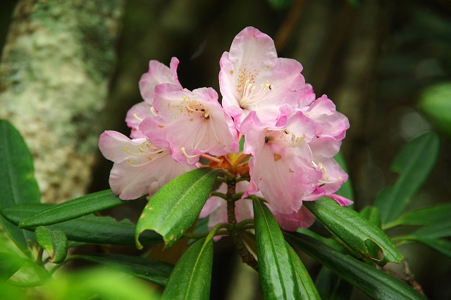 f:id:Argon:20210607194523j:plain