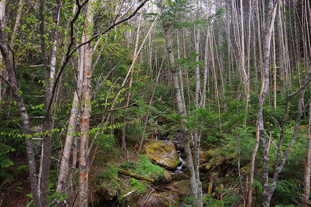 f:id:Argon:20210607194536j:plain