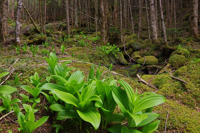 f:id:Argon:20210607194543j:plain