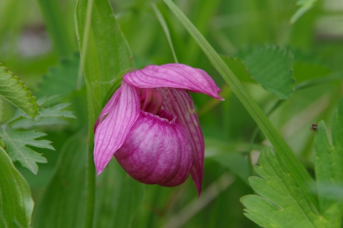 u*3様 山野草 アツモリソウ 赤系武徳 u*3様 山野草 アツモリソウ 赤系