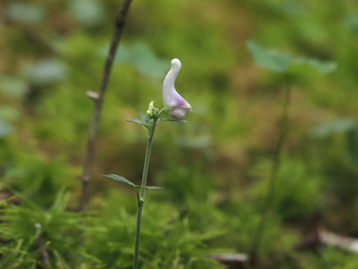 [花]