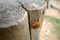 f:id:Arie:20050726145439j:image:small