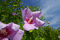 f:id:Arie:20050804222827j:image:small