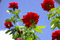 f:id:Arie:20050808155502j:image:small
