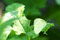 f:id:Arie:20050828155258j:image:small