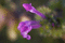 f:id:Arie:20060303214805j:image:small