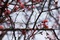 f:id:Arie:20060306013113j:image:small