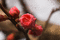 f:id:Arie:20060306013124j:image:small