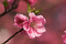 f:id:Arie:20060321014643j:image:small