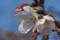 f:id:Arie:20060325095758j:image:small