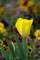 f:id:Arie:20060328024611j:image:small