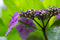 f:id:Arie:20060616010057j:image:small