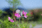 f:id:Arie:20060924015222j:image:small