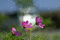 f:id:Arie:20060924015232j:image:small