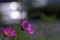 f:id:Arie:20060924015233j:image:small