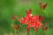 f:id:Arie:20060924113906j:image:small