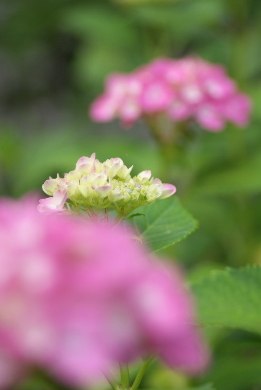 f:id:Arie:20080614003432j:image:h100