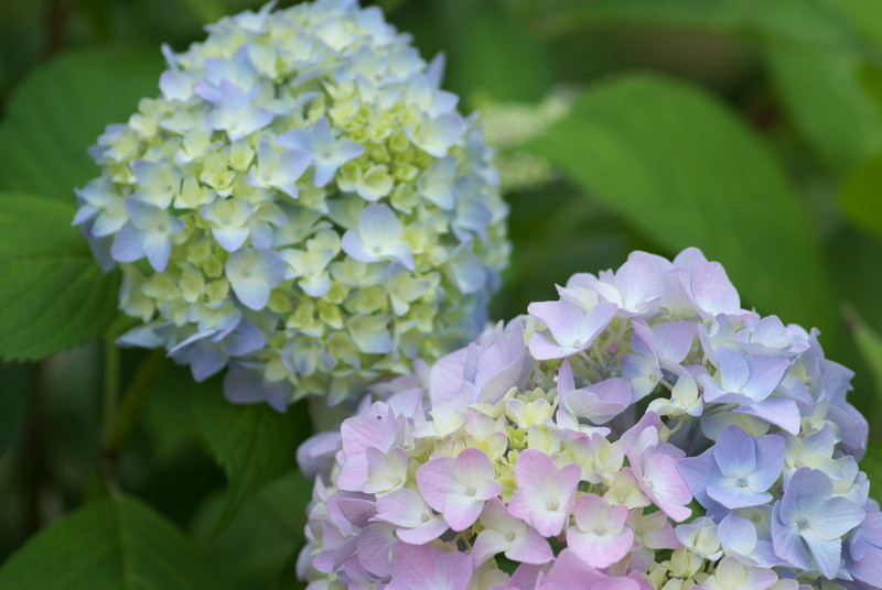 f:id:Arie:20080614003434j:image:h100