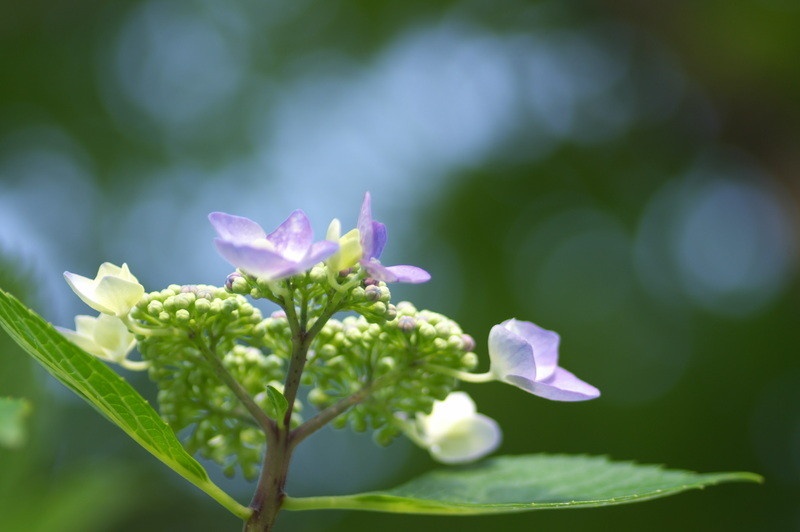 f:id:Arie:20080614003435j:image:h100