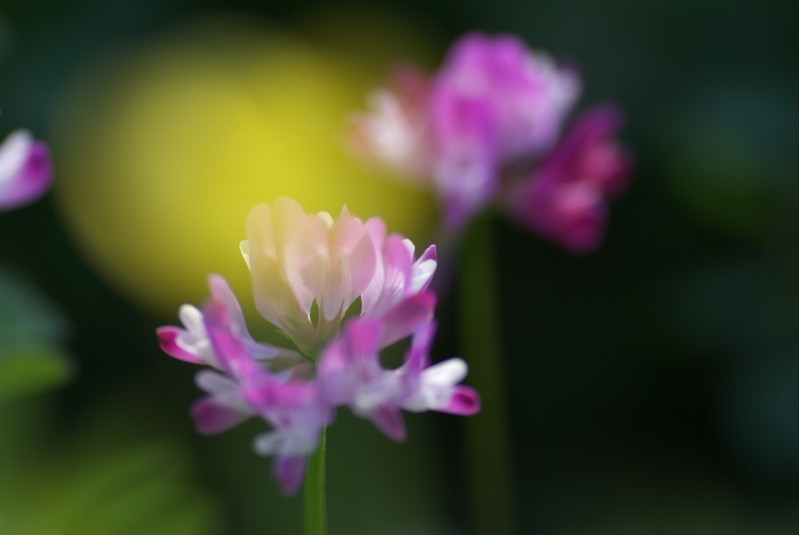 f:id:Arie:20090412221912j:image:h150