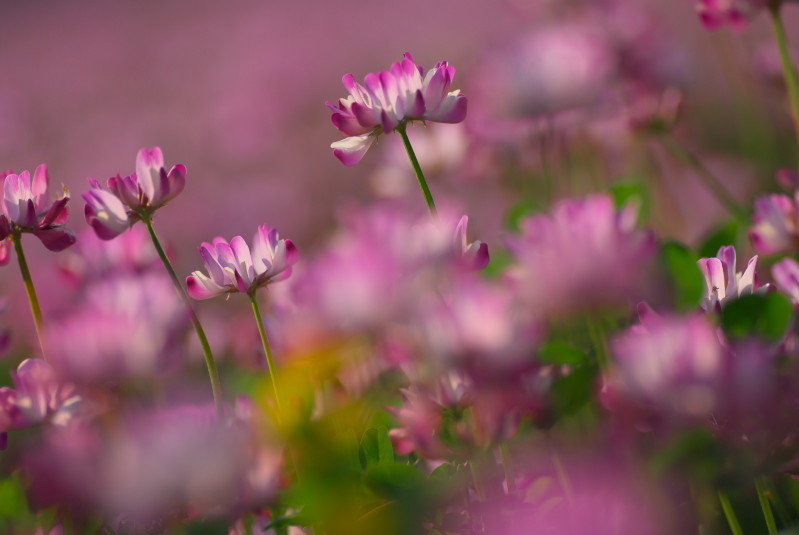 f:id:Arie:20090412221913j:image:h150