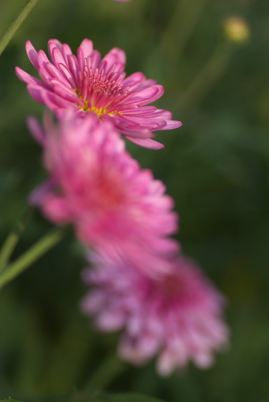 f:id:Arie:20090412221915j:image:h150