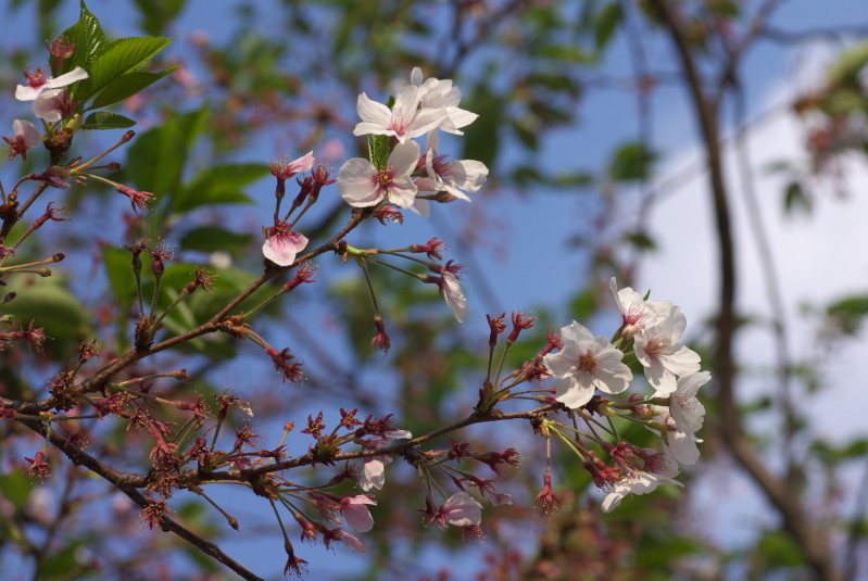 f:id:Arie:20090412221916j:image:h150