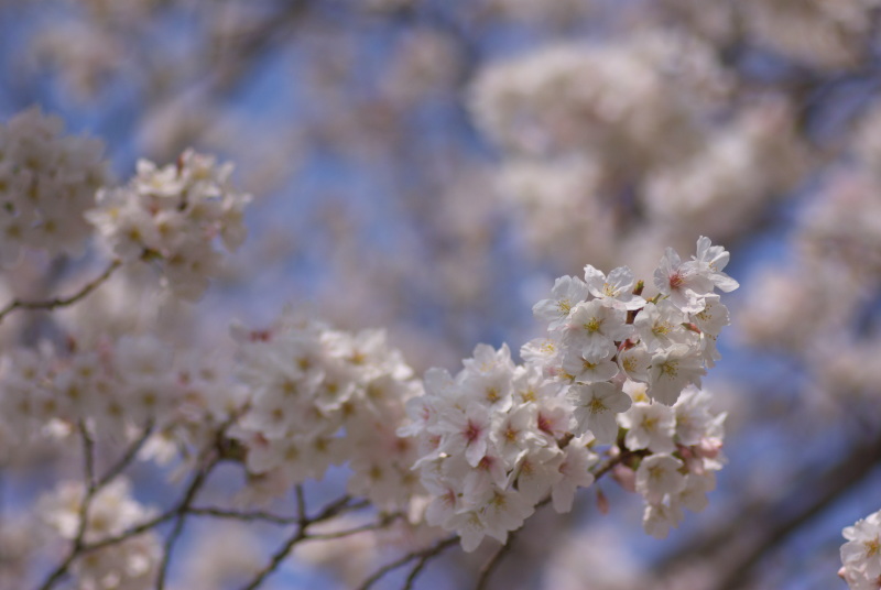 f:id:Arie:20130324012826j:image:w300 f:id:Arie:20130324012826j:image:w300