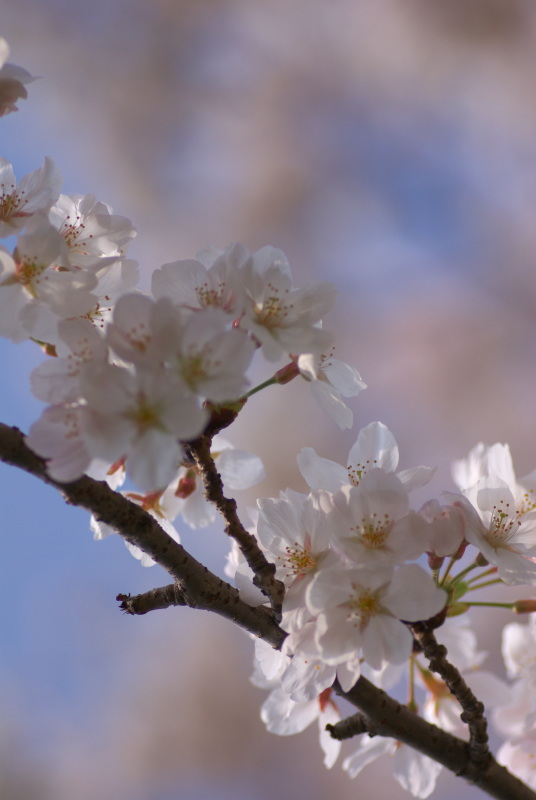 f:id:Arie:20130324012827j:image:h300 f:id:Arie:20130324012827j:image:h300