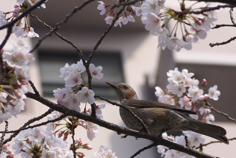 f:id:Arie:20130324012834j:image:w300 f:id:Arie:20130324012834j:image:w300