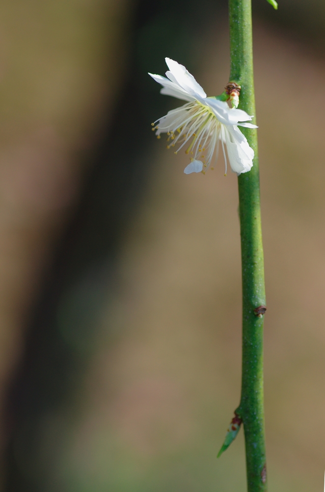 f:id:Arie:20140327215631j:image:w500